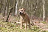 BORDER TERRIER 038
